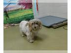 Havanese DOG FOR ADOPTION RGADN-1260997 - JUDY - Havanese (medium coat) Dog For
