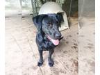Labrador Retriever DOG FOR ADOPTION RGADN-1261018 - Howie/Zero - Labrador