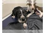 Borador DOG FOR ADOPTION RGADN-1261021 - ANG - Border Collie / Labrador