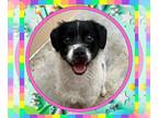 Parson Russell Terrier DOG FOR ADOPTION RGADN-1261028 - ASTER - Parson Russell