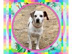 Beagle Mix DOG FOR ADOPTION RGADN-1261031 - STING - Beagle / Mixed (medium coat)