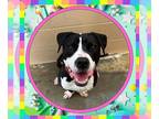 American Pit Bull Terrier Mix DOG FOR ADOPTION RGADN-1261032 - BROWSER - Pit