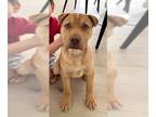 Staffordshire Bull Terrier Mix DOG FOR ADOPTION RGADN-1261042 - Puddles aka