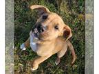 Labrador Retriever Mix DOG FOR ADOPTION RGADN-1261044 - CHUNK - Labrador