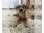 Beagle-German Shepherd Dog Mix DOG FOR ADOPTION RGADN-1261046 - CAPTAIN - COMING