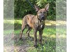 American Pit Bull Terrier Mix DOG FOR ADOPTION RGADN-1261051 - 240567 Bilbo