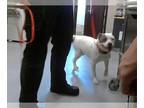 American Pit Bull Terrier DOG FOR ADOPTION RGADN-1261108 - CASSANOVA - Pit Bull