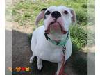 Boxer DOG FOR ADOPTION RGADN-1261113 - POLO - Boxer (medium coat) Dog For