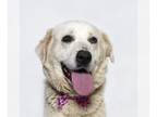 Great Pyrenees Mix DOG FOR ADOPTION RGADN-1261115 - FIONA - Great Pyrenees /