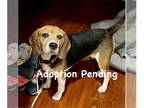 Beagle DOG FOR ADOPTION RGADN-1261128 - Biscuit - Beagle Dog For Adoption