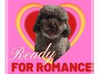 Poodle (Toy) DOG FOR ADOPTION RGADN-1261130 - Contessa - Poodle (Toy) Dog For