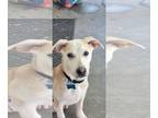 Huskies -Labrador Retriever Mix DOG FOR ADOPTION RGADN-1261131 - Eggnog -