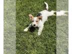 Pembroke Welsh Corgi Mix DOG FOR ADOPTION RGADN-1261132 - Maisel - Corgi /