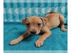 Labrador Retriever DOG FOR ADOPTION RGADN-1261144 - MARINETTE - Labrador