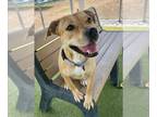 Boxer DOG FOR ADOPTION RGADN-1261145 - SPRINKLES - Boxer (medium coat) Dog For