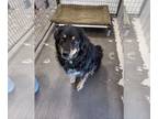 Great Pyrenees Mix DOG FOR ADOPTION RGADN-1261160 - GEORGE - Great Pyrenees /