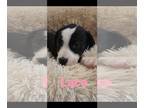 Catahoula Leopard Dog Mix DOG FOR ADOPTION RGADN-1261161 - Lace - Catahoula