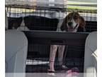 Beagle DOG FOR ADOPTION RGADN-1261164 - Sydney Shaw - Beagle Dog For Adoption