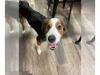 Bernese Mountain Dog Mix DOG FOR ADOPTION RGADN-1261172 - Graham - Bernese