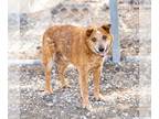 Australian Cattle Dog DOG FOR ADOPTION RGADN-1261176 - *BUDDY - Queensland