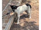 Rat Terrier DOG FOR ADOPTION RGADN-1261179 - MICKEY - Rat Terrier (medium coat)