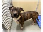 Staffordshire Bull Terrier Mix DOG FOR ADOPTION RGADN-1261196 - TERRENCE* -
