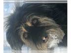 Lhasa Apso Mix DOG FOR ADOPTION RGADN-1261197 - HENRY - Lhasa Apso / Mixed