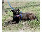 American Pit Bull Terrier Mix DOG FOR ADOPTION RGADN-1261199 - RUNTZ - Pit Bull