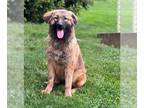 German Shepherd Dog Mix DOG FOR ADOPTION RGADN-1261202 - GEMMA - German Shepherd
