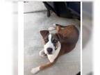 Bullboxer Pit DOG FOR ADOPTION RGADN-1261205 - MOONLIGHT - Pit Bull Terrier /
