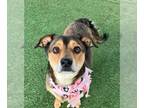 Beagle-Spaniel Mix DOG FOR ADOPTION RGADN-1261208 - Moon - Emotional Support Dog