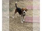 Beagle Mix DOG FOR ADOPTION RGADN-1261209 - Dobby - Beagle / Mixed Dog For