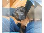 Labrador Retriever Mix DOG FOR ADOPTION RGADN-1261210 - Sunny - Labrador