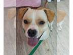 American Pit Bull Terrier Mix DOG FOR ADOPTION RGADN-1261252 - Milo - Pit Bull