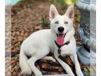 Siberian Husky-white german shepherd Mix DOG FOR ADOPTION RGADN-1261275 - Astrid