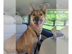German Shepherd Dog-Shiba Inu Mix DOG FOR ADOPTION RGADN-1261281 - Erris -