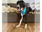 Great Dane DOG FOR ADOPTION RGADN-1261290 - Biggie - Great Dane Dog For Adoption