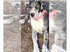 Great Dane DOG FOR ADOPTION RGADN-1261291 - Lady Lola - Great Dane Dog For