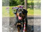 Rottweiler DOG FOR ADOPTION RGADN-1261294 - Olivia - Rottweiler Dog For Adoption