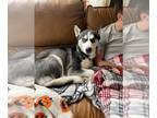 Mix DOG FOR ADOPTION RGADN-1261297 - Indigo (Indy) - Husky (short coat) Dog