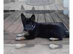 Shiba Inu DOG FOR ADOPTION RGADN-1261317 - Toast: Not at the shelter - Shiba Inu