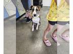 American Pit Bull Terrier-Plott Hound Mix DOG FOR ADOPTION RGADN-1261327 -