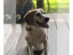 Beagle Mix DOG FOR ADOPTION RGADN-1261331 - Kabella - Beagle / Mixed (short