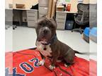 American Pit Bull Terrier DOG FOR ADOPTION RGADN-1261332 - CHENCHO - Pit Bull