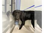 Labrador Retriever Mix DOG FOR ADOPTION RGADN-1261340 - MALCOLM - Labrador