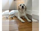 Labrador Retriever Mix DOG FOR ADOPTION RGADN-1261354 - Sonny - Labrador