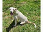 Labrador Retriever Mix DOG FOR ADOPTION RGADN-1261372 - Smokey - Hound /