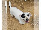 Jack Russell Terrier Mix DOG FOR ADOPTION RGADN-1261374 - Tank - Terrier / Jack