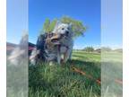 Australian Shepherd DOG FOR ADOPTION RGADN-1261380 - SYDNEY - Australian