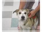 Basset Hound-Cardigan Welsh Corgi Mix DOG FOR ADOPTION RGADN-1261394 - LUNA -